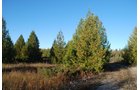 Property photo 27 - 120+/- Acres & Lake Cottage, Lots & Former Wood Saw Mill