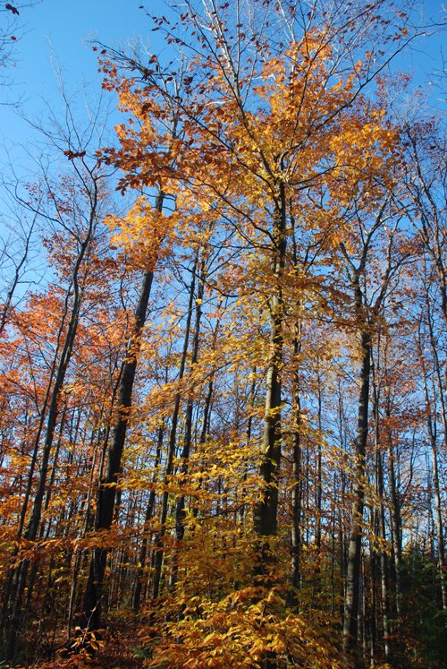 Property photo 45 - 120+/- Acres & Lake Cottage, Lots & Former Wood Saw Mill
