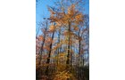 Property photo 45 - 120+/- Acres & Lake Cottage, Lots & Former Wood Saw Mill