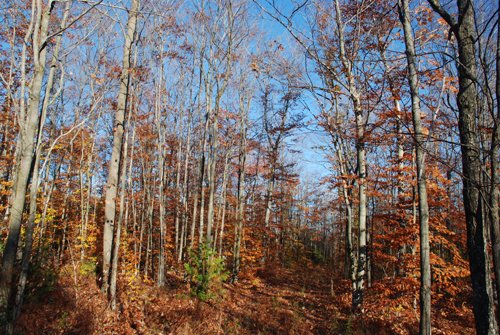 Property photo 43 - 120+/- Acres & Lake Cottage, Lots & Former Wood Saw Mill
