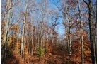 Property photo 43 - 120+/- Acres & Lake Cottage, Lots & Former Wood Saw Mill