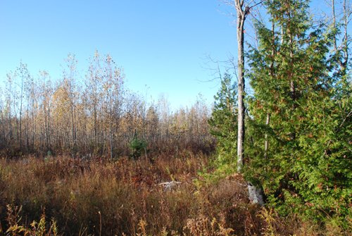 Property photo 30 - 120+/- Acres & Lake Cottage, Lots & Former Wood Saw Mill