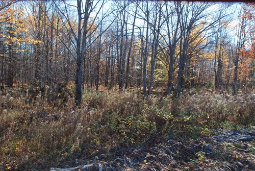 Property photo 2 - 120+/- Acres & Lake Cottage, Lots & Former Wood Saw Mill