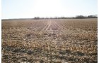 Property photo 4 - 156 Acres Offered in 4 Tracts