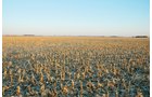 Property photo 13 - 647 Acres Offered in 9 Tracts - Prime Farmland