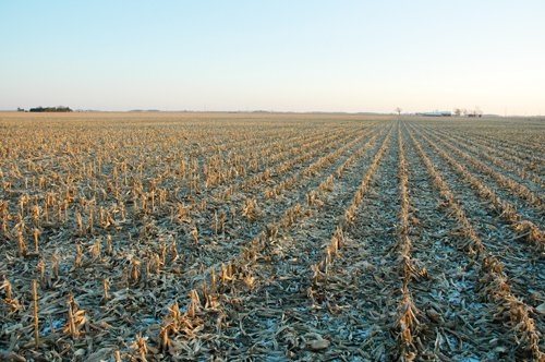 Property photo 14 - 647 Acres Offered in 9 Tracts - Prime Farmland