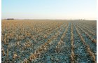 Property photo 14 - 647 Acres Offered in 9 Tracts - Prime Farmland