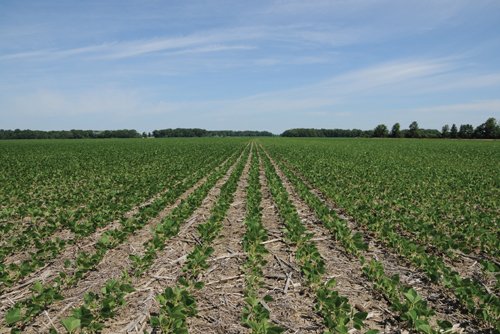 Property photo 1 - 195 Acres Offered in 4 Tracts
