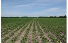 Property photo 1 - 195 Acres Offered in 4 Tracts
