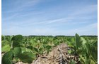 Property photo 2 - 195 Acres Offered in 4 Tracts