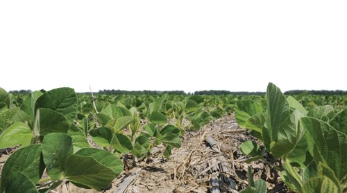 Property photo 6 - 195 Acres Offered in 4 Tracts