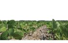 Property photo 6 - 195 Acres Offered in 4 Tracts