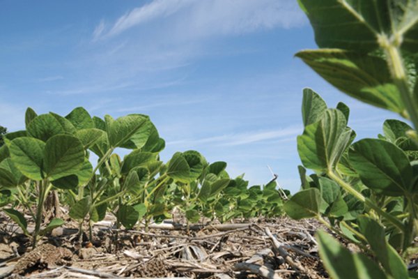 195 Acres Offered in 4 Tracts