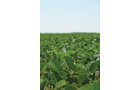 Property photo 5 - 195 Acres Offered in 4 Tracts