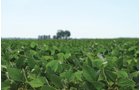Property photo 7 - 195 Acres Offered in 4 Tracts