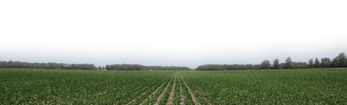 Property photo 10 - 195 Acres Offered in 4 Tracts
