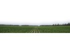 Property photo 10 - 195 Acres Offered in 4 Tracts