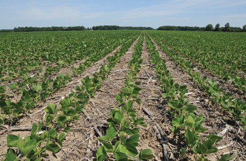 Property photo 8 - 195 Acres Offered in 4 Tracts