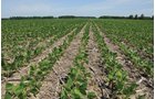 Property photo 8 - 195 Acres Offered in 4 Tracts