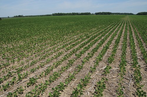 Property photo 9 - 195 Acres Offered in 4 Tracts