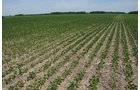Property photo 9 - 195 Acres Offered in 4 Tracts