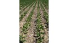 Property photo 3 - 195 Acres Offered in 4 Tracts