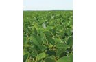 Property photo 4 - 195 Acres Offered in 4 Tracts