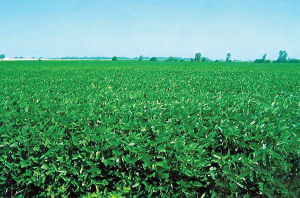159.5 Acres Offered in 3 Tracts