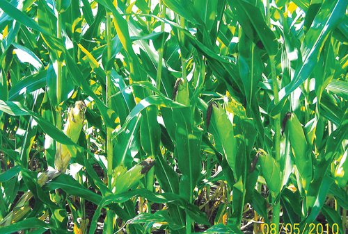 Property photo 1 - 159.5 Acres Offered in 3 Tracts