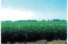 Property photo 2 - 159.5 Acres Offered in 3 Tracts