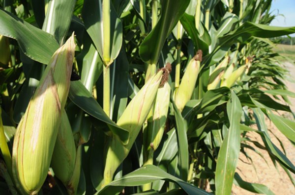 Southwest Iowa Land Auction - Productive Tillable Land