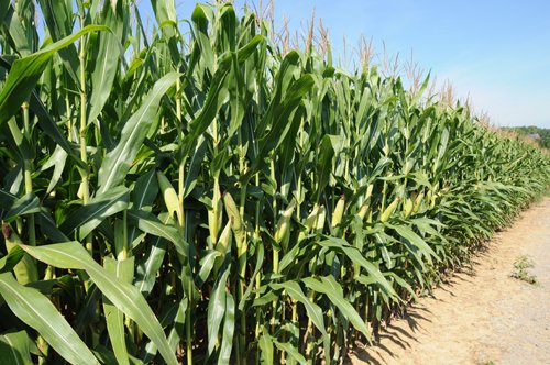 Property photo 1 - Southwest Iowa Land Auction - Productive Tillable Land