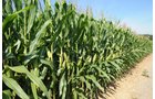Property photo 1 - Southwest Iowa Land Auction - Productive Tillable Land