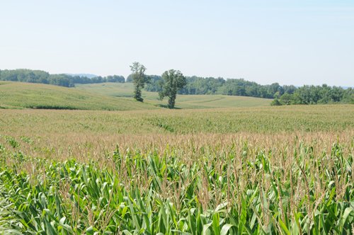 Property photo 2 - Southwest Iowa Land Auction - Productive Tillable Land, Wooded Recreational Land