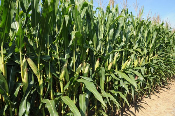 Southwest Iowa Land Auction - Productive Tillable Land, Wooded Recreational Land