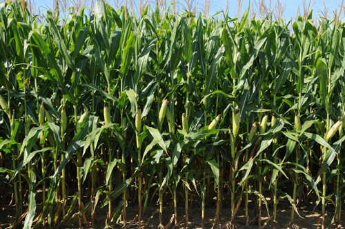 Property photo 3 - Southwest Iowa Land Auction - Productive Tillable Land, Wooded Recreational Land