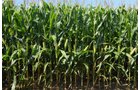 Property photo 3 - Southwest Iowa Land Auction - Productive Tillable Land, Wooded Recreational Land