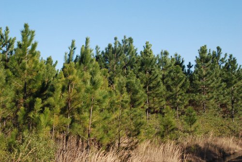 Property photo 5 - Georgia Land Auction - 1,594+/- Acres in 31 Tracts