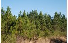 Property photo 5 - Georgia Land Auction - 1,594+/- Acres in 31 Tracts
