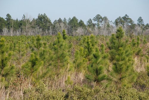 Property photo 19 - Georgia Land Auction - 1,594+/- Acres in 31 Tracts
