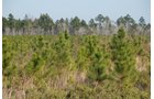 Property photo 19 - Georgia Land Auction - 1,594+/- Acres in 31 Tracts