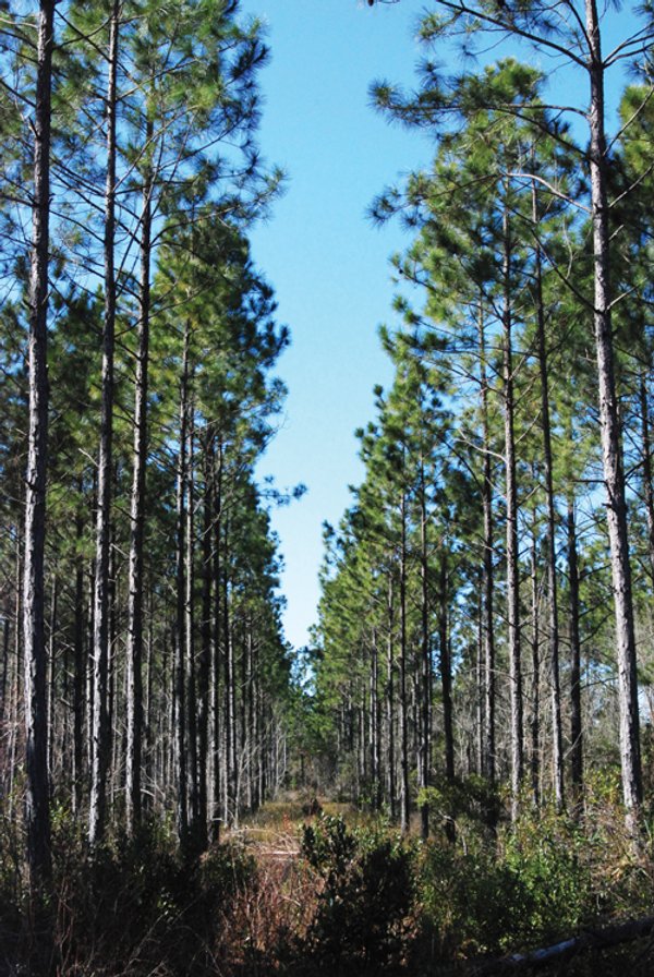 Georgia Land Auction - 1,594+/- Acres in 31 Tracts