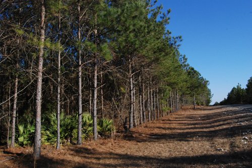 Property photo 1 - Georgia Land Auction - 1,594+/- Acres in 31 Tracts