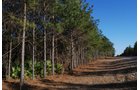Property photo 1 - Georgia Land Auction - 1,594+/- Acres in 31 Tracts