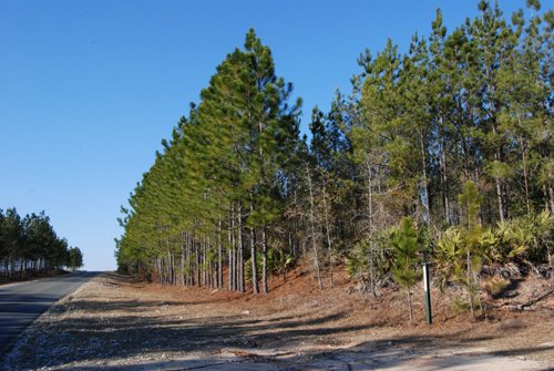 Property photo 9 - Georgia Land Auction - 1,594+/- Acres in 31 Tracts