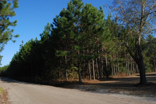 Property photo 17 - Georgia Land Auction - 1,594+/- Acres in 31 Tracts