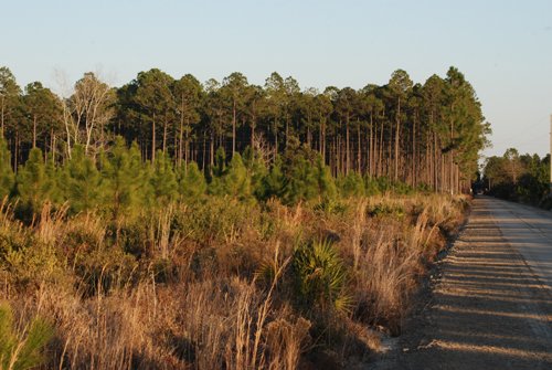 Property photo 16 - Georgia Land Auction - 1,594+/- Acres in 31 Tracts