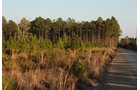 Property photo 16 - Georgia Land Auction - 1,594+/- Acres in 31 Tracts