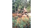 Property photo 21 - 7,320 Acres Offered in 5 Tracts