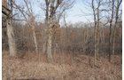 Property photo 79 - 745 Acres Offered in 16 Tracts